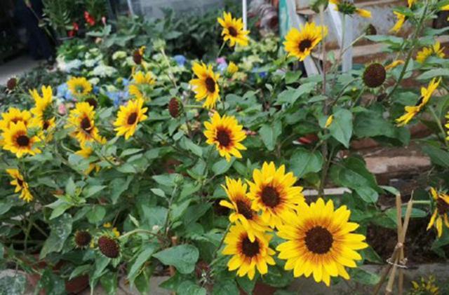 超級向日葵養護的4個小心得分享__財經頭條